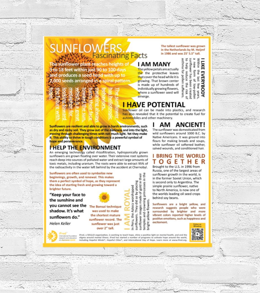 Sunflower Fascinating Facts Big Poster (Print) – Shine Hope Store